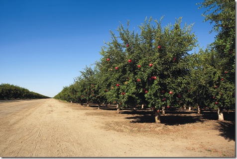 row_of_pomegranate_trees