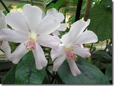 CIMG0618