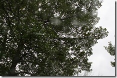 IMG_0852