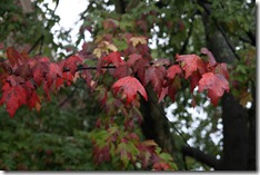 IMG_1636