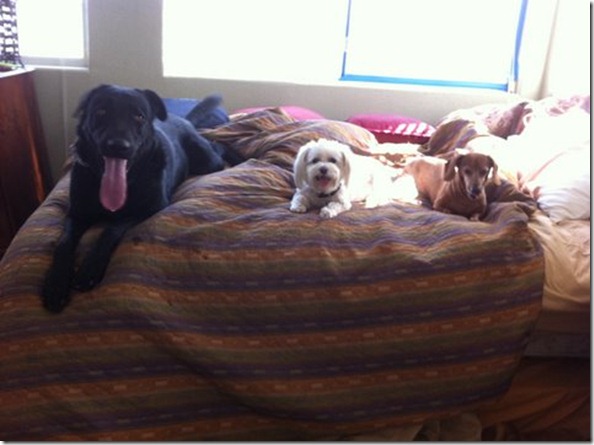 Boomer,Buttercup and Buddy