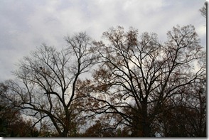 IMG_4393
