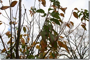IMG_4394