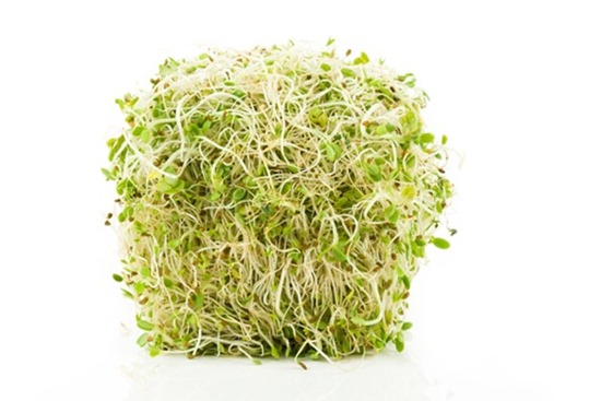 alfalfa-sprouts