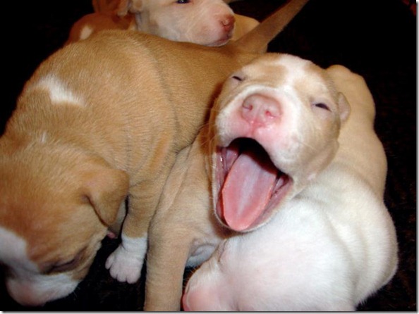 puppy 5