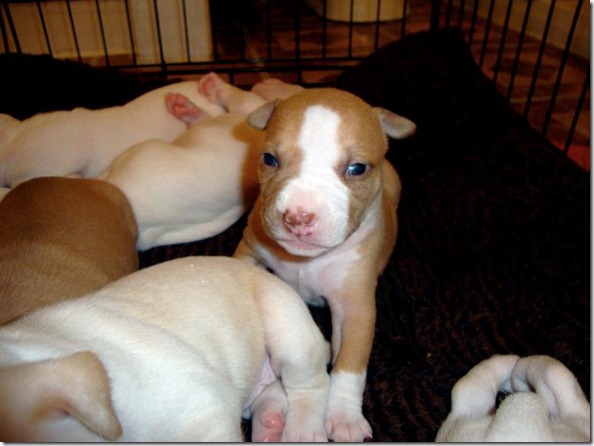 puppy 6