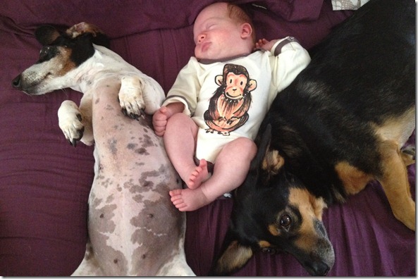 dogs and baby2