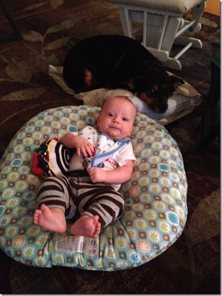 dogs and baby