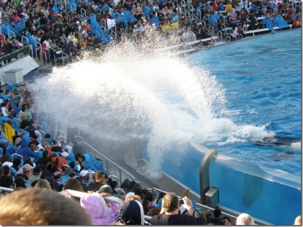 xShamu-Splash-570x427
