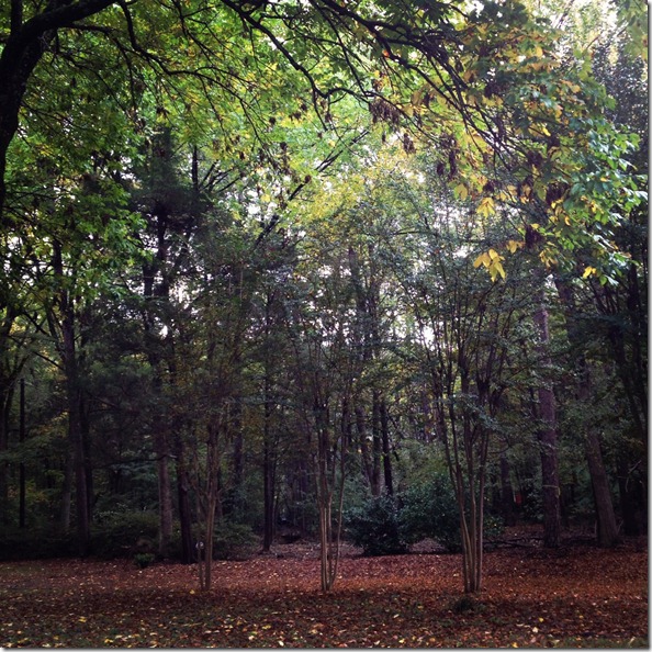 photo 1 (6)