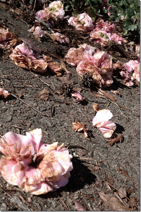 photo 1 (35)