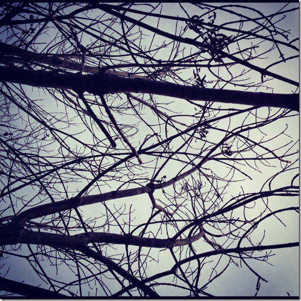 photo 3 (10)
