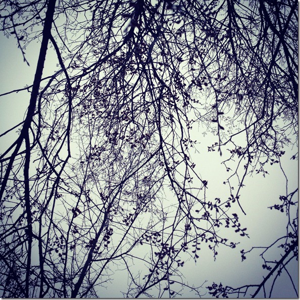 photo 2 (39)