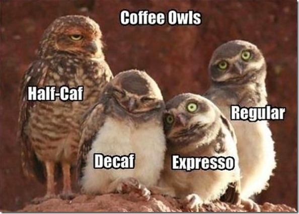 MEME-Coffee-Owls