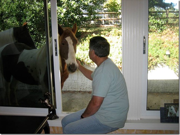 healing horses