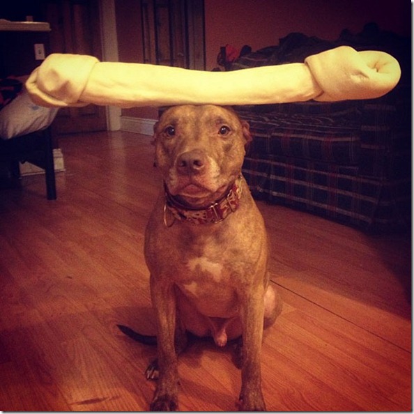 scout-is-the-single-most-composed-dog-on-the-planet-33