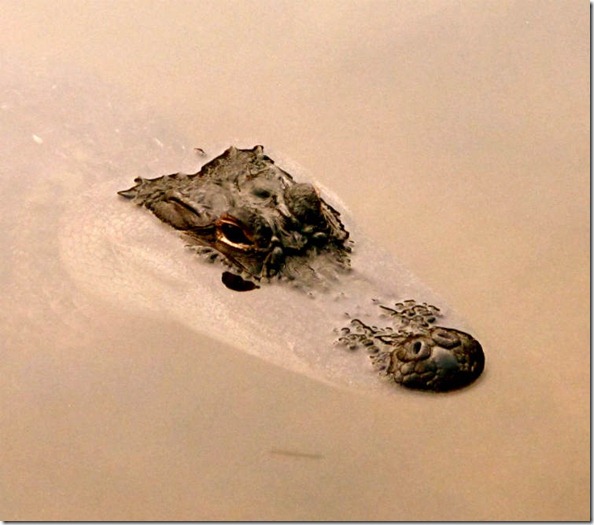 American_Alligator_in_Water
