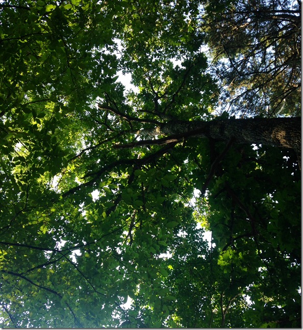 photo 1 (6)